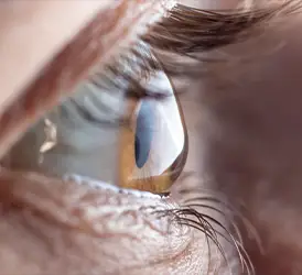 Cornea
