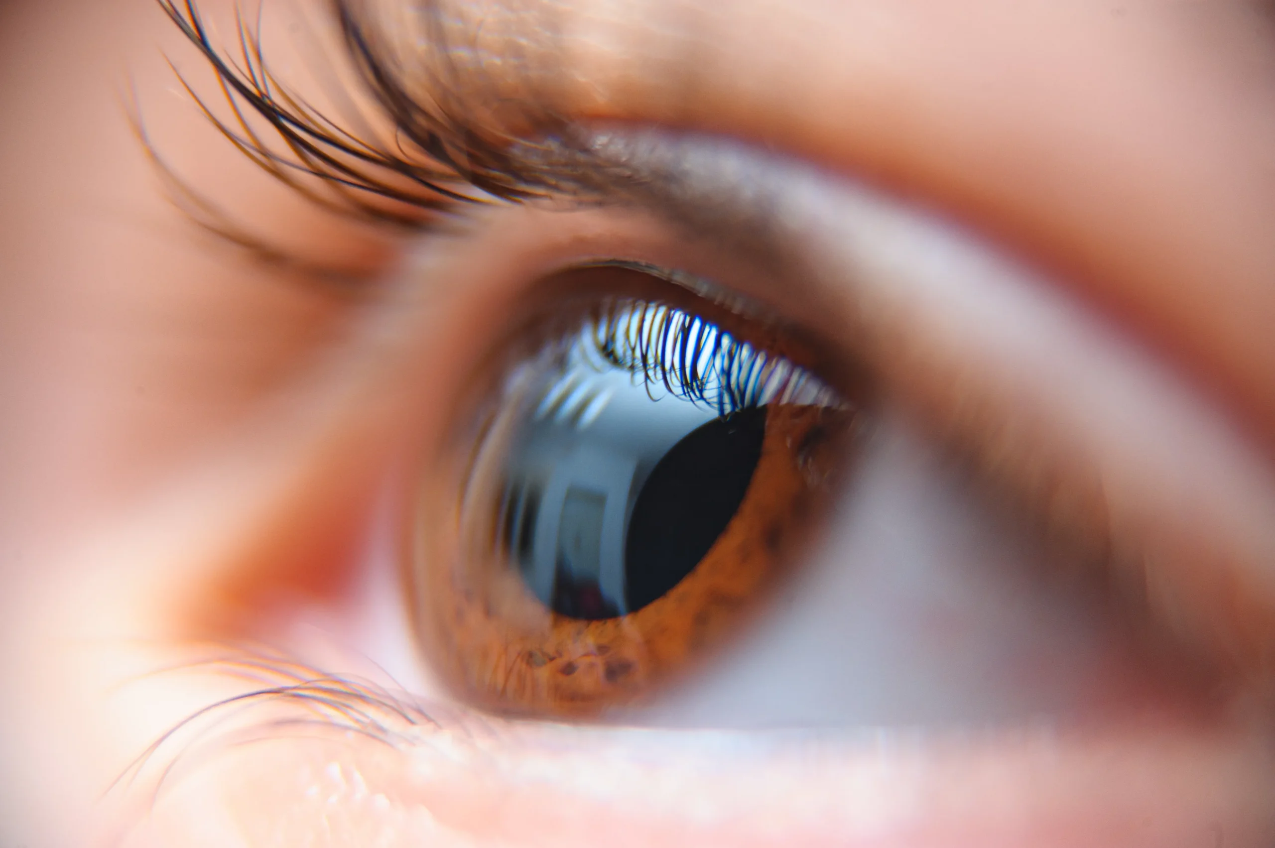 cornea